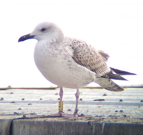 Steppenmöwe  - Gerhard Braemer