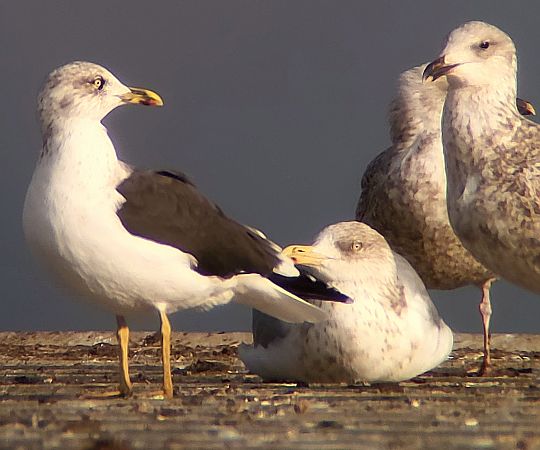 Heringsmöwe  - Gerhard Braemer