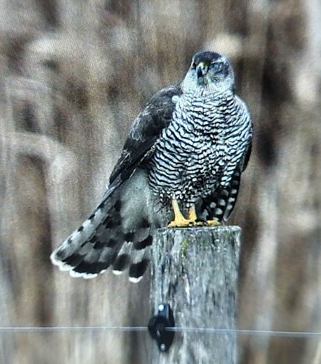 Habicht  - Gerhard Braemer