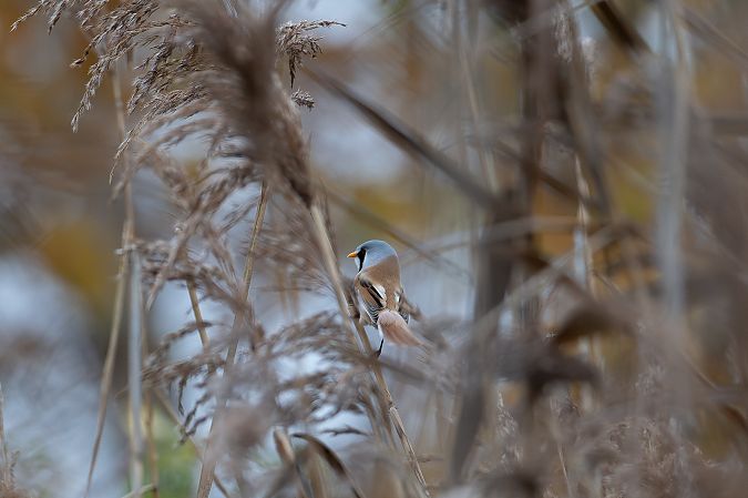 Bartmeise  - Konrad Enderlein