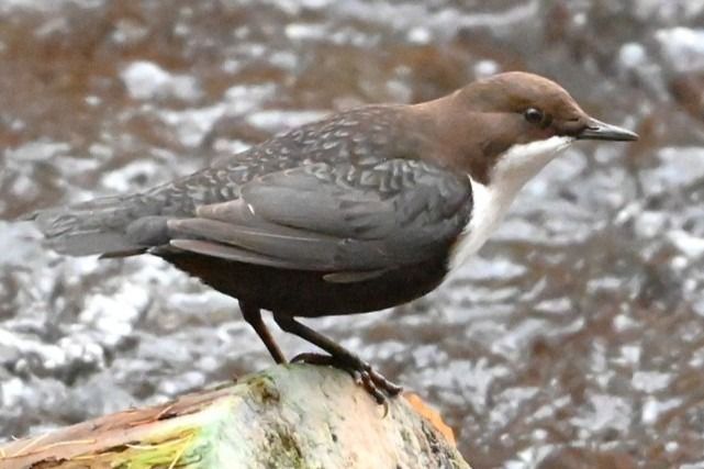 Wasseramsel  - Andre Fischer