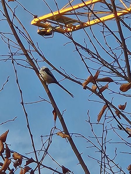 Schwanzmeise (ssp. caudatus) 