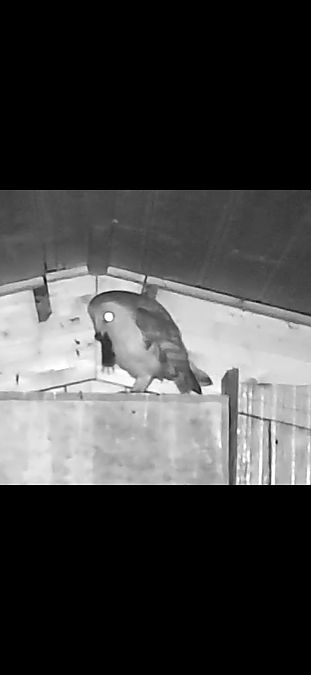 Schleiereule  - Gunter Bieback