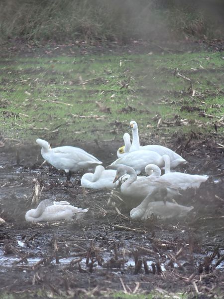 Zwergschwan  - Sabine Urban