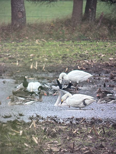 Zwergschwan  - Sabine Urban