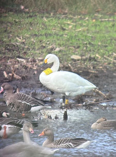 Zwergschwan  - Sabine Urban