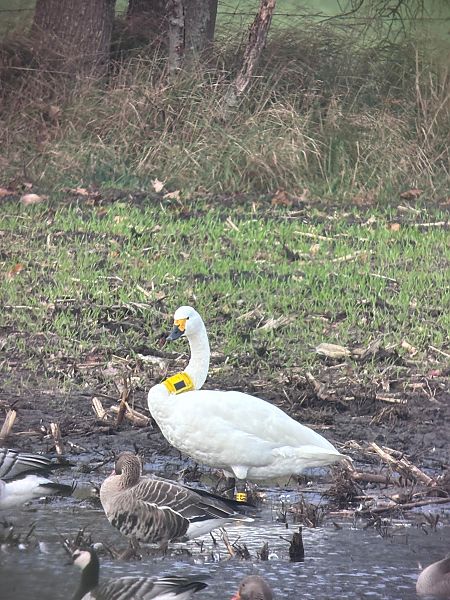 Zwergschwan  - Sabine Urban