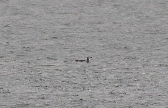 Prachttaucher  - Martin Kühn