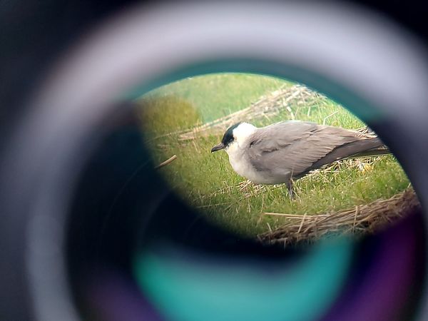 Falkenraubmöwe  - Andreas Stolt