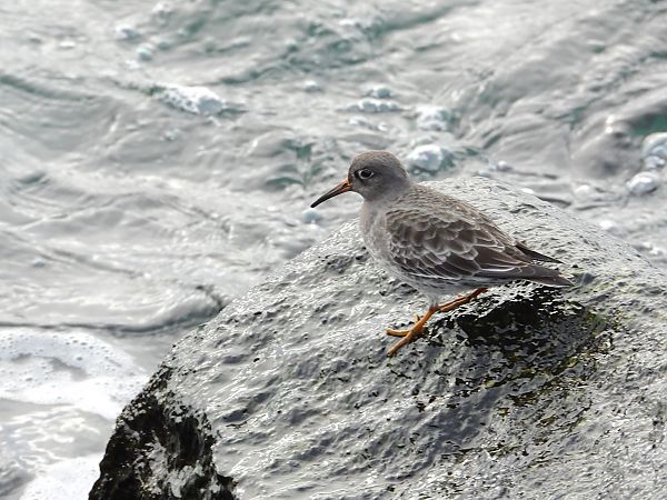 Meerstrandläufer  - Lutz Schmechta