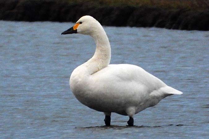 Zwergschwan  - Lutz Schmechta