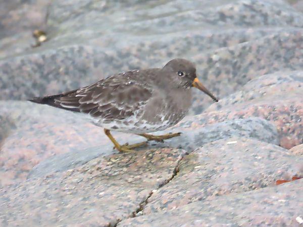 Meerstrandläufer  - Wolfgang Buchheim
