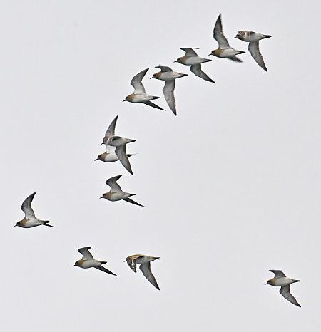 Goldregenpfeifer  - Peter Hunker