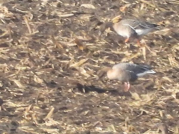 Kurzschnabelgans  - Burkhard Lehmann