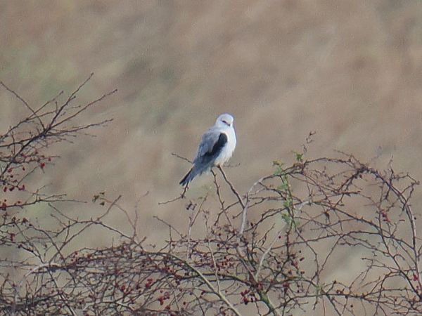 Gleitaar  - Helge Weingart