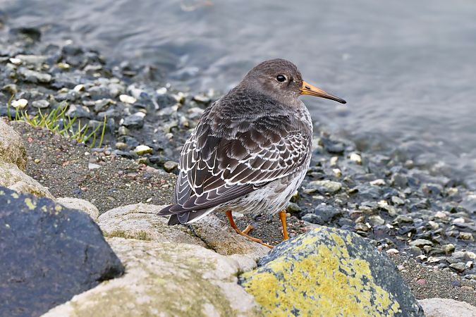 Meerstrandläufer  - Ernst Walther