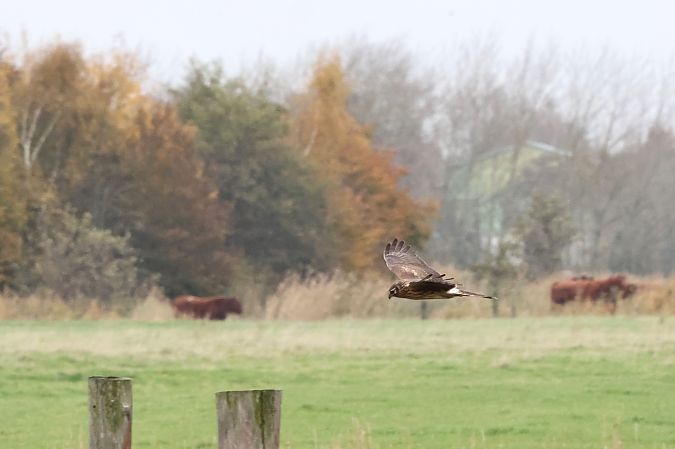 Kornweihe  - Ernst Walther