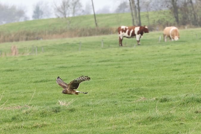 Kornweihe  - Ernst Walther