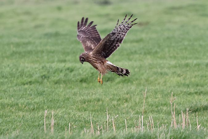 Kornweihe  - Ernst Walther