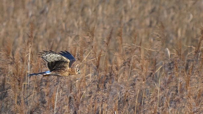 Kornweihe  - Kai Kaufmann