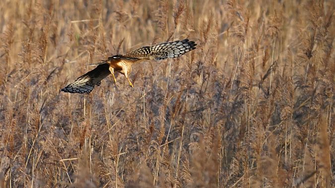 Kornweihe  - Kai Kaufmann