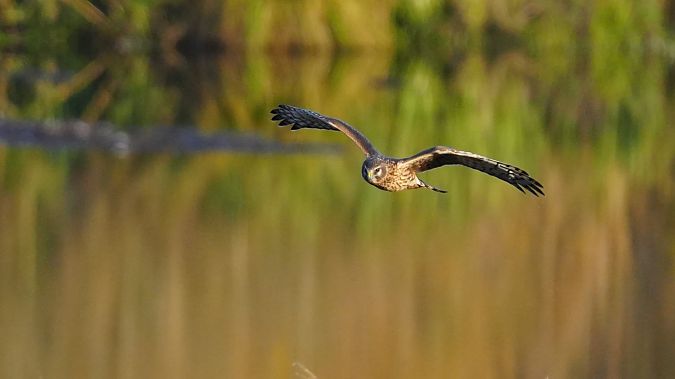 Kornweihe  - Kai Kaufmann