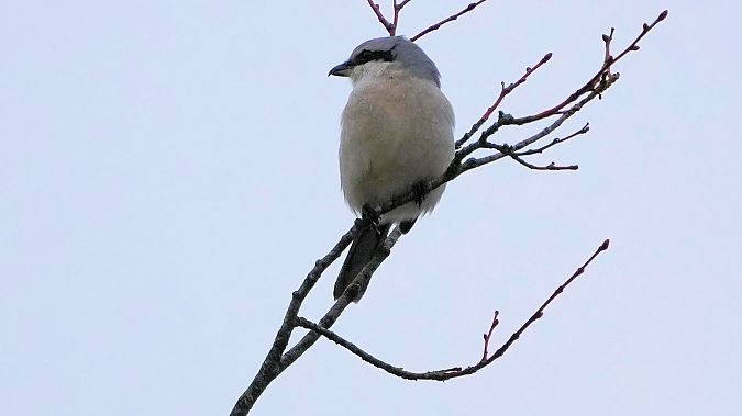 Raubwürger  - Kai Kaufmann