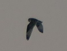 Gleitaar  - Schröder Frank