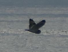 Sumpfohreule  - Frank Schröder