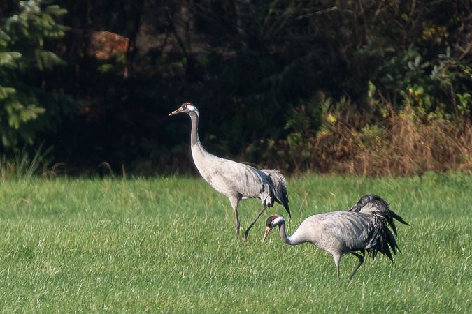 Kranich  - Klaus Haak