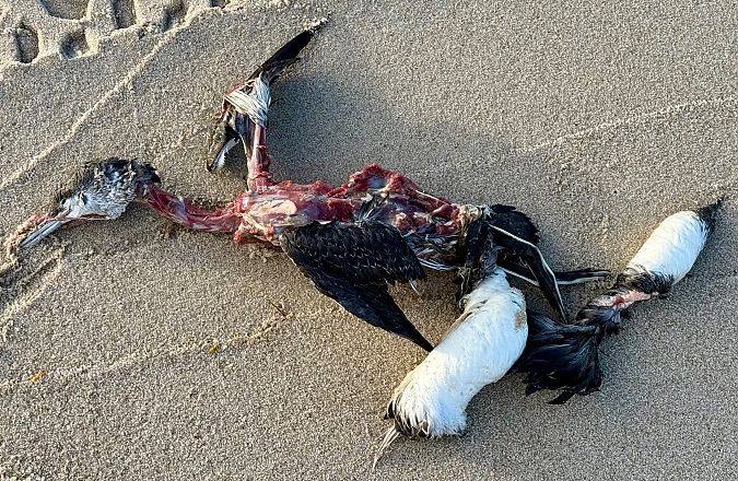 Sterntaucher  - Clemens Portofée