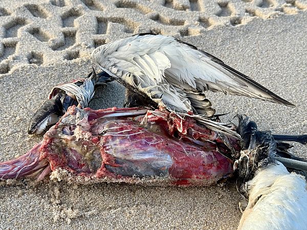 Sterntaucher  - Clemens Portofée