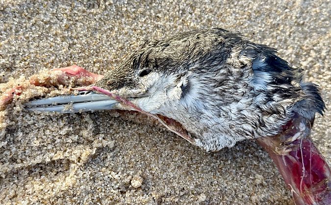 Sterntaucher  - Clemens Portofée