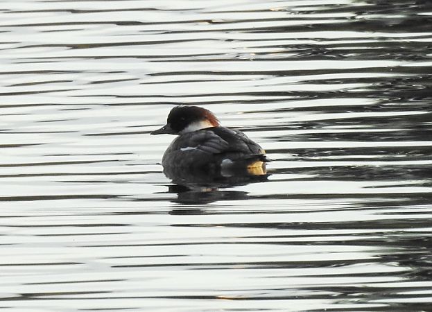 Zwergsäger  - Thomas Podschadli
