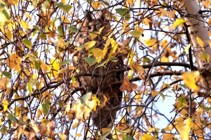 Waldohreule  - Roman Podjacki