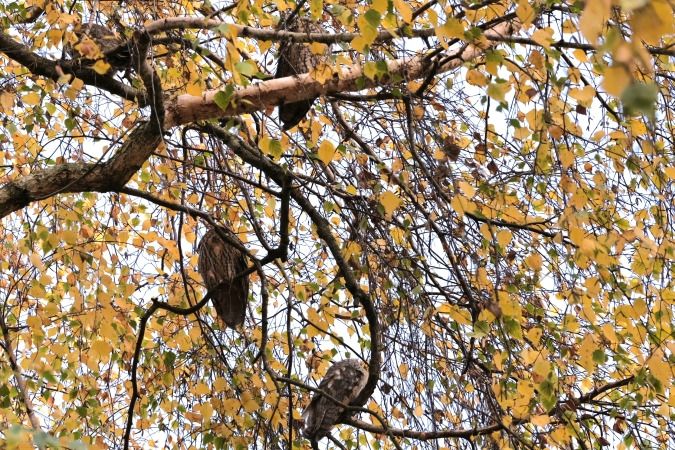 Waldohreule  - Roman Podjacki