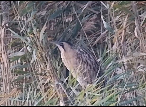 Rohrdommel  - Michael Wegmann