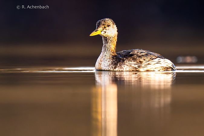 Rothalstaucher  - Ralph Achenbach