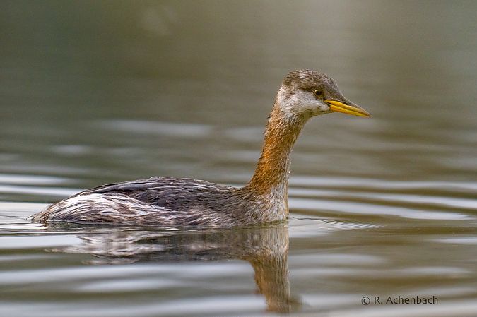 Rothalstaucher  - Ralph Achenbach