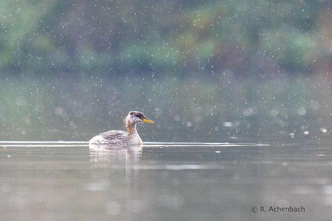 Rothalstaucher  - Ralph Achenbach