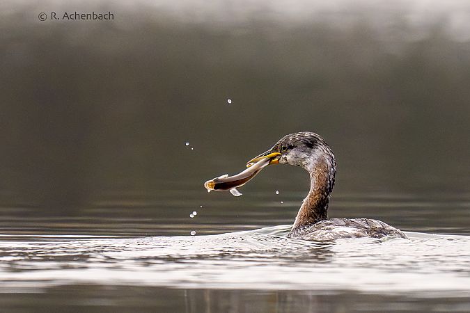 Rothalstaucher  - Ralph Achenbach