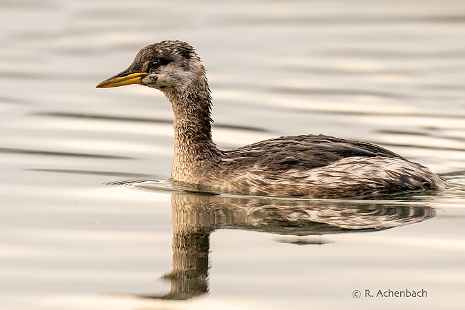 Rothalstaucher  - Ralph Achenbach