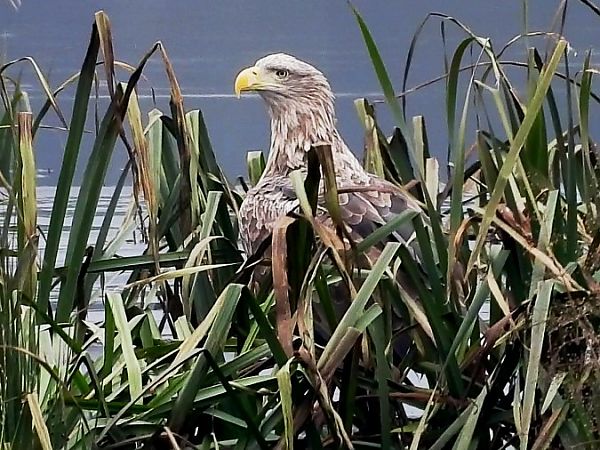 Seeadler  - Volker Dienemann