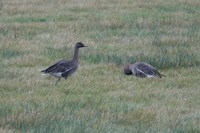 Waldsaatgans  - Erhard Kreth