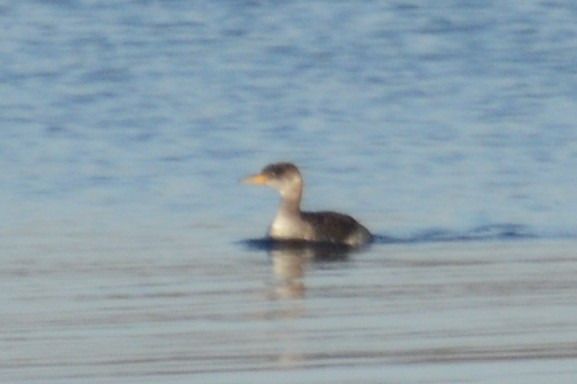 Rothalstaucher  - Stephen Graham