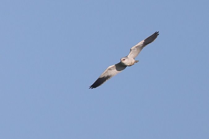 Gleitaar  - Oliver Nüssen