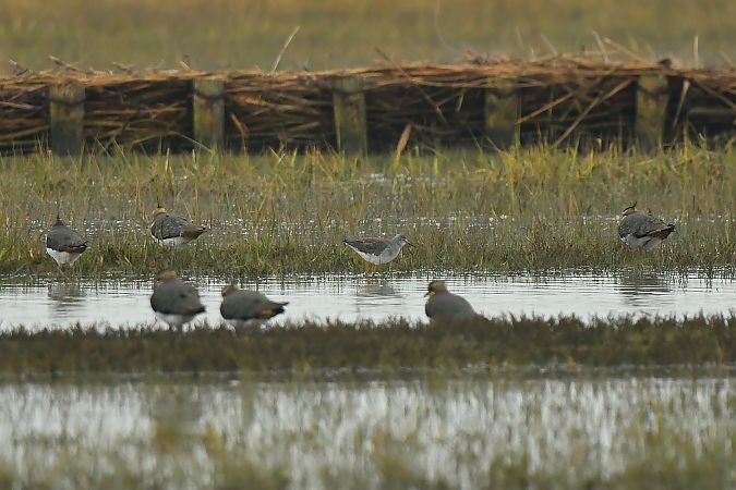 Gelbschenkel (Kleiner)  - Sven Peter