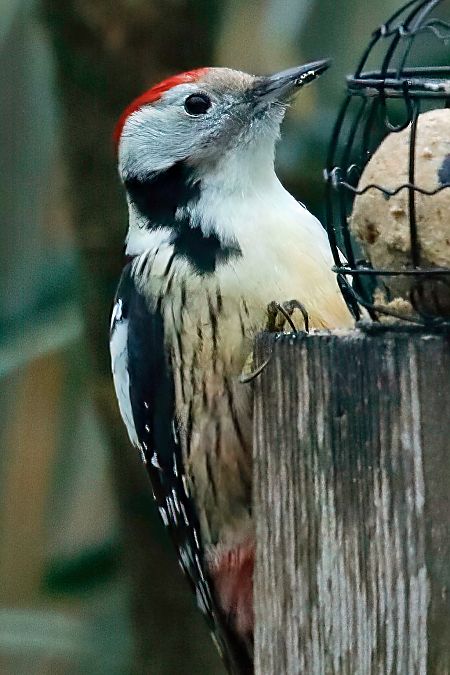 Mittelspecht  - Thomas Brandt