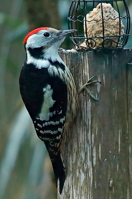 Mittelspecht  - Thomas Brandt