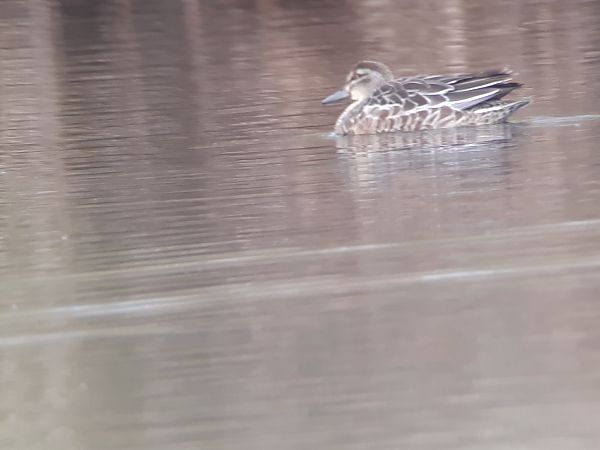 Knäkente  - Vera Jortzick